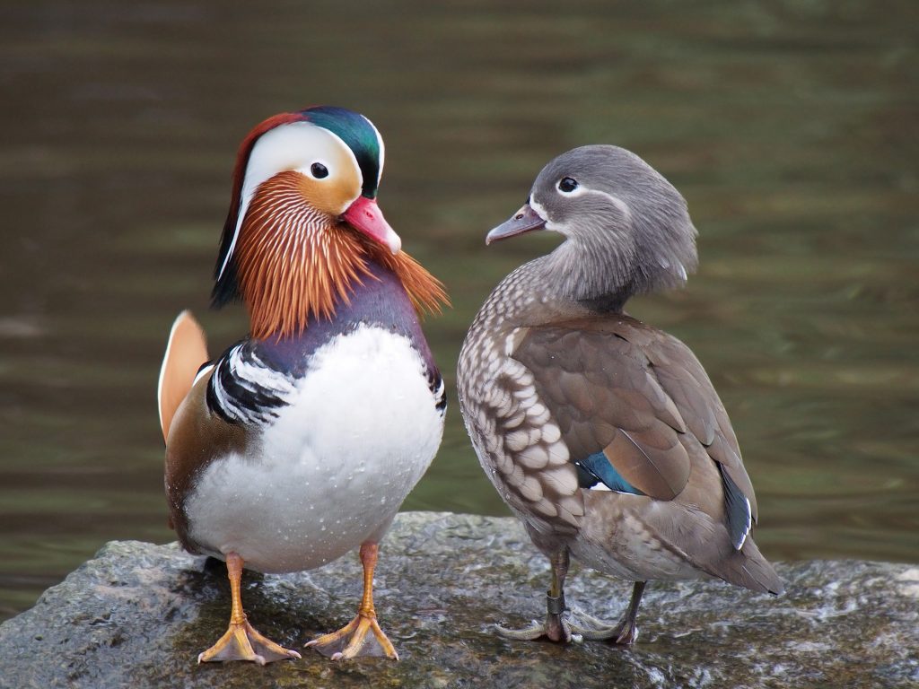 Pair_of_mandarin_ducks-1024x768.jpg