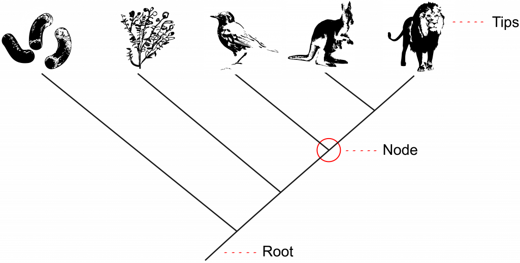 216 Species And Phylogenetic Trees The Evolution And Biology Of Sex