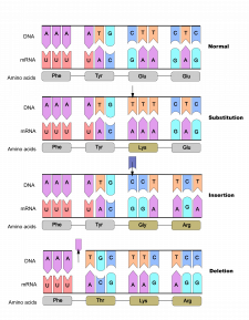 5.10 Point Mutations Affect Gene Expression – The Evolution and Biology ...