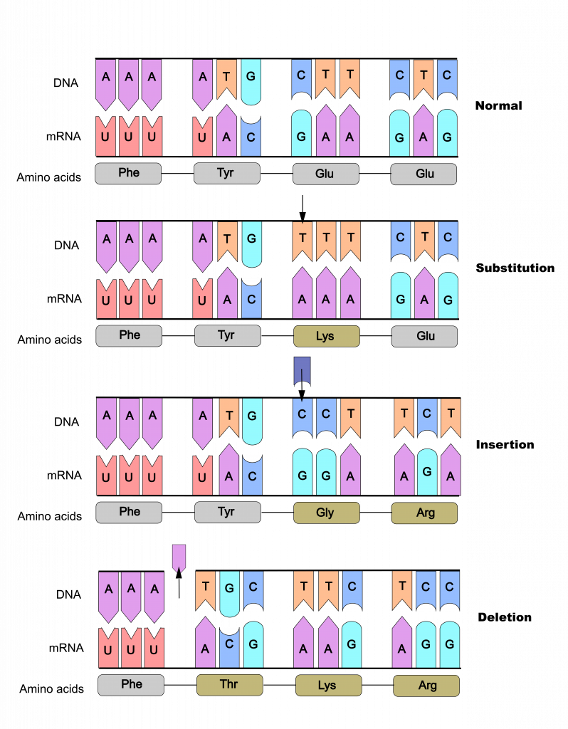 5 10 Point Mutations Affect Gene Expression The Evolution And Biology