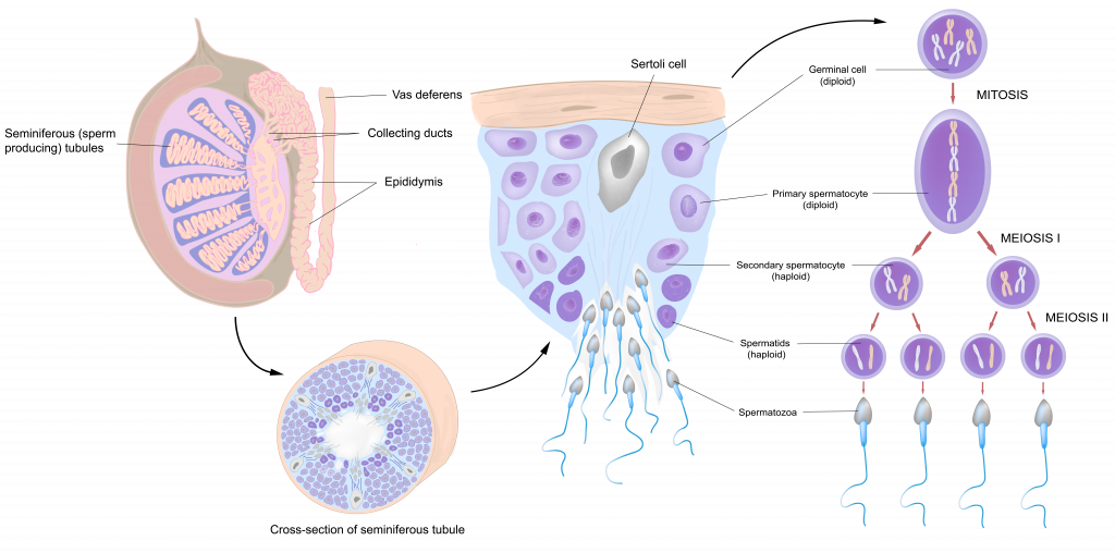 seminiferous tubules cross section