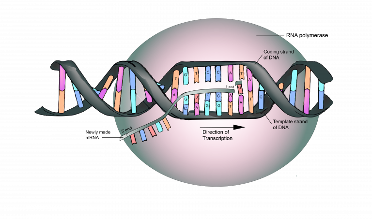 54 Rna Is Transcribed From A Dna Template The Evolution And Biology Of Sex 1276