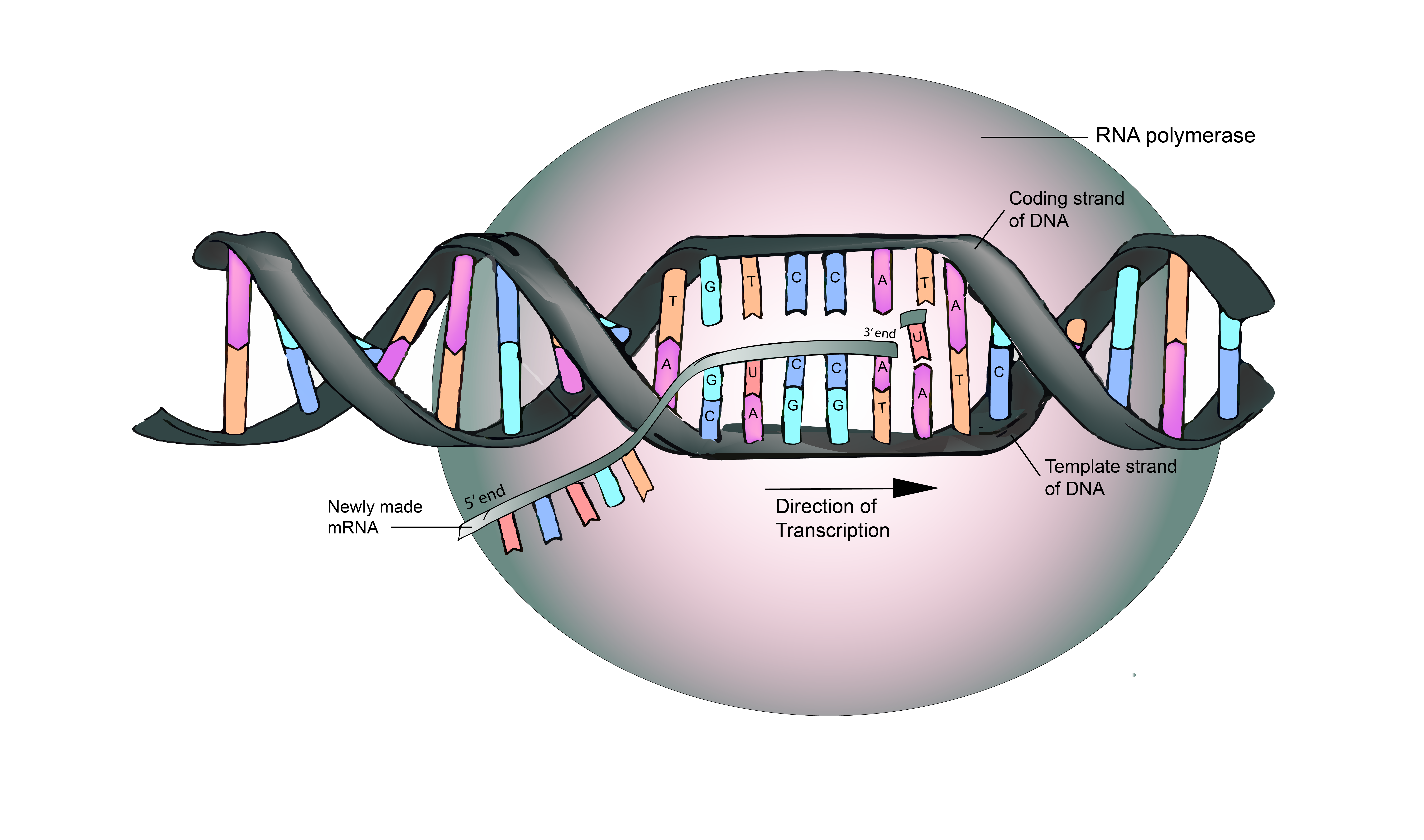 5.4 RNA is Transcribed from a DNA Template The Evolution and Biology