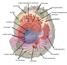 3.7 Cells – The Evolution and Biology of Sex