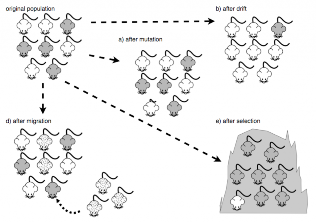 genetic drift and gene flow