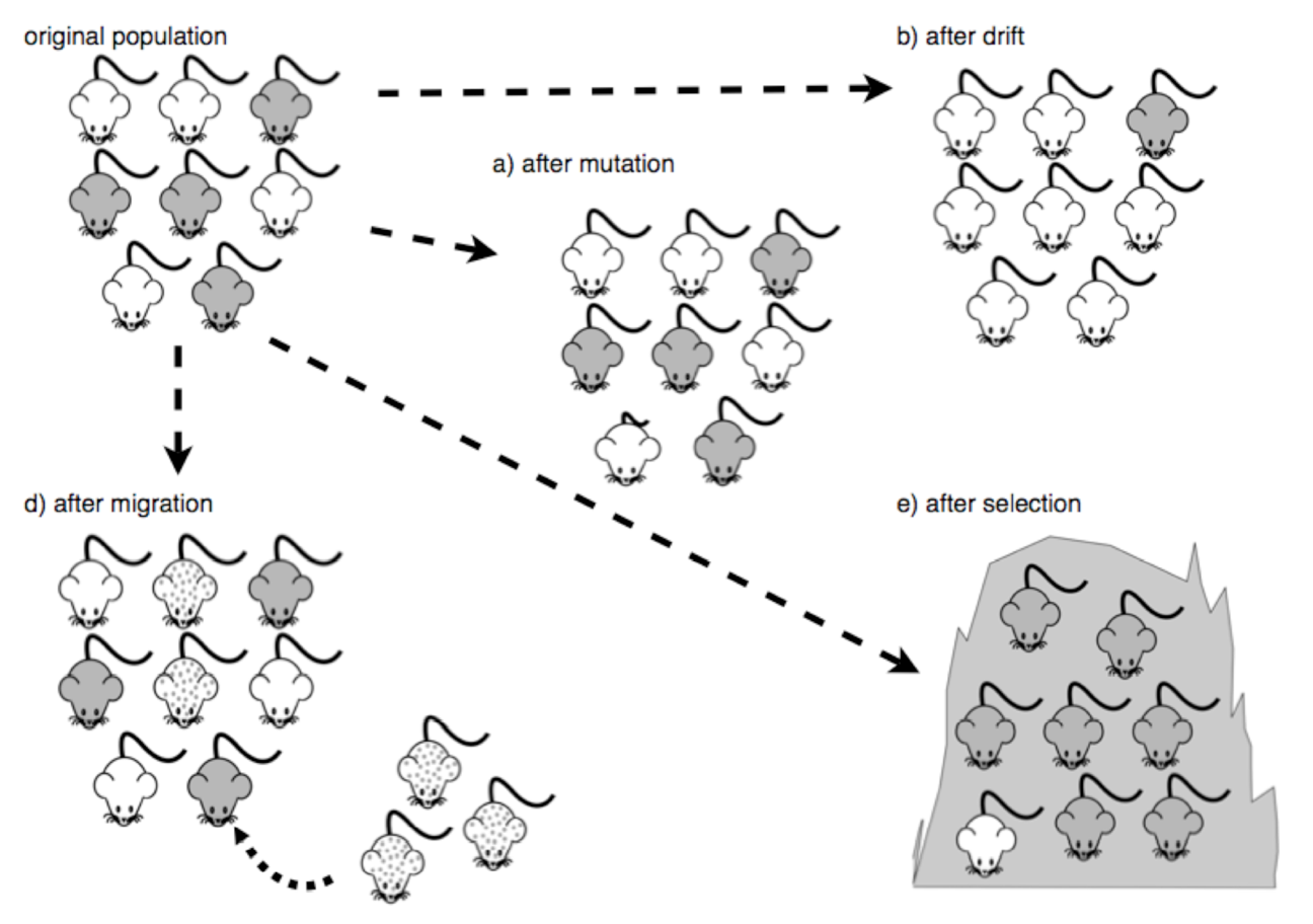 Compare Gene Flow And Genetic Drift