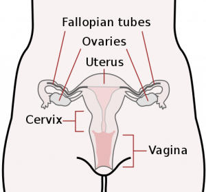 Schematic drawing of female reproductive organs, frontal view including: Fallopian tubes, ovaries, uterus, cervix, and vagina