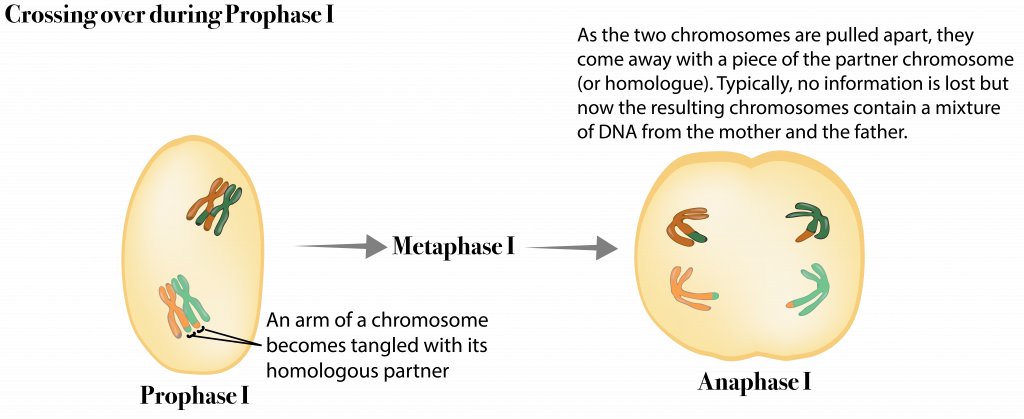 6 7 Further Genetic Diversity Is Generated Through Crossing Over – The