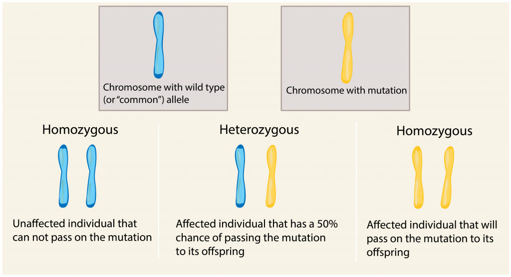 dominant and recessive traits