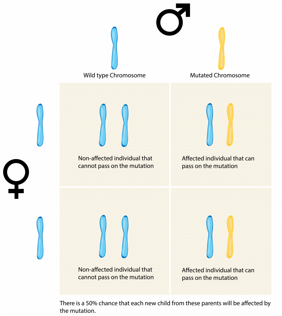 probability of inheritance assignment quizlet