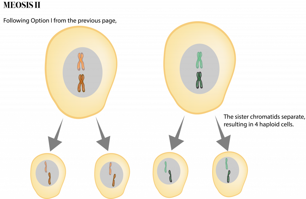 66 Meiosis Ii The Evolution And Biology Of Sex 5194