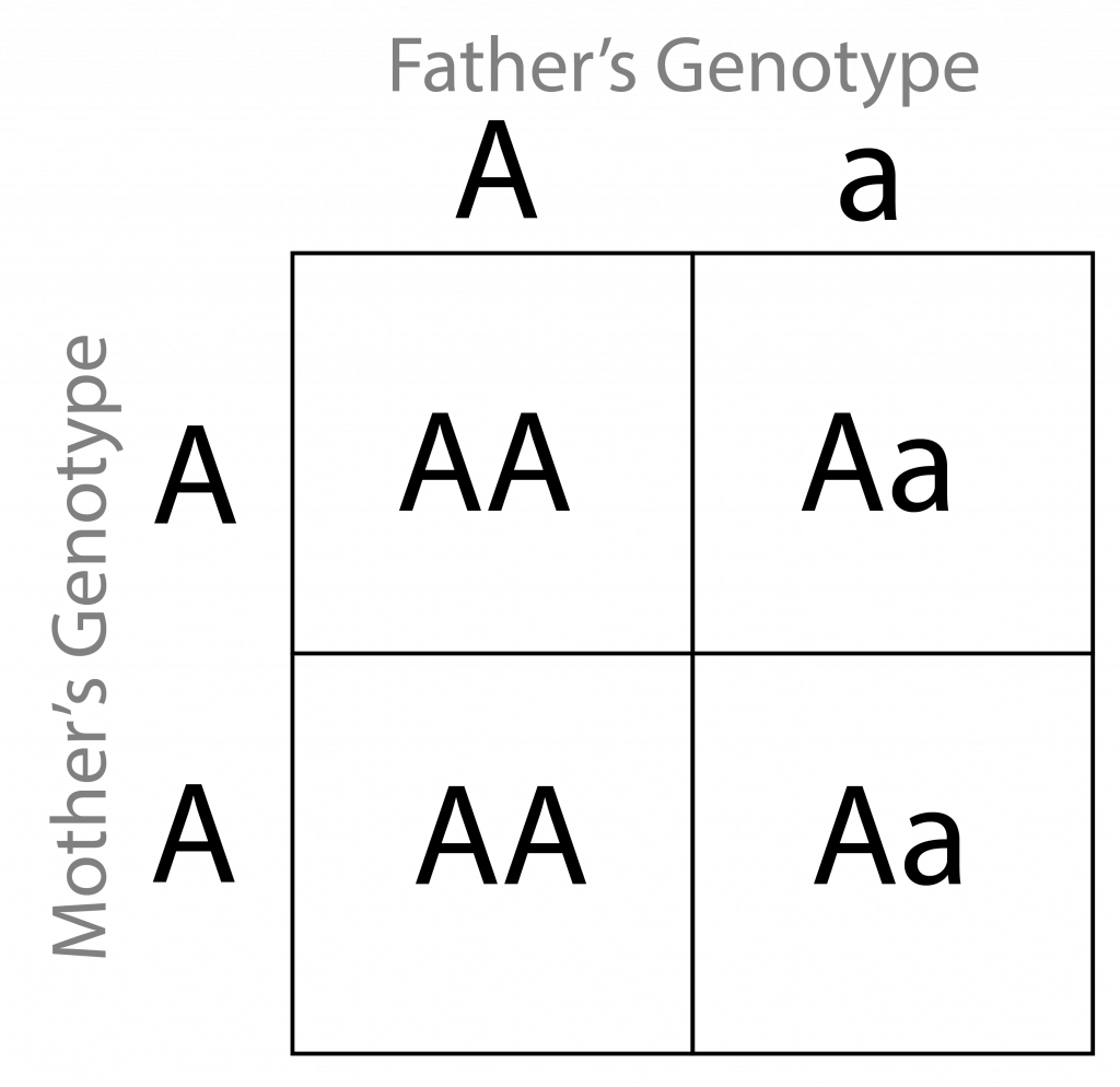 Genotype Punnett Square