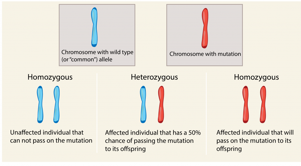 6.9 Recessive traits are expressed when two copies are present – The ...