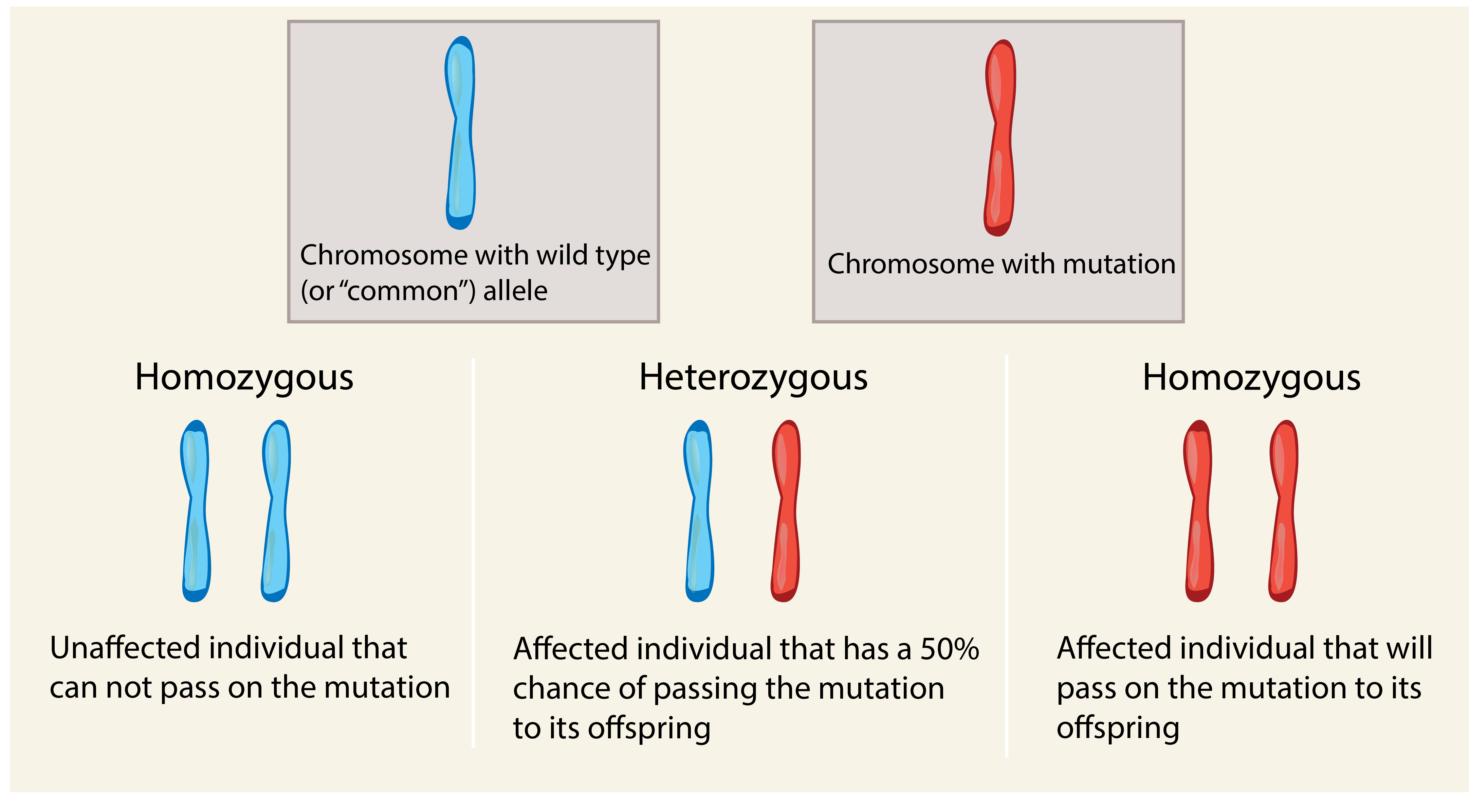 69 Recessive Traits Are Expressed When Two Copies Are Present The 0760