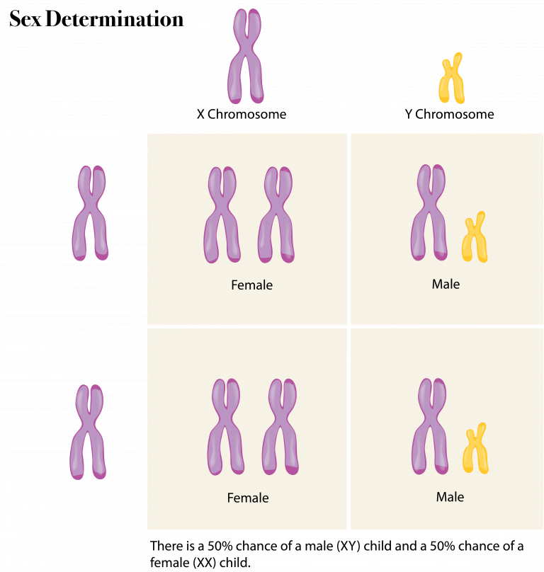 6 12 Sex Chromosomes The Evolution And Biology Of Sex