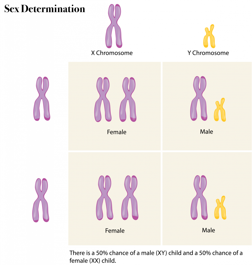 612 Sex Chromosomes The Evolution And Biology Of Sex 1844