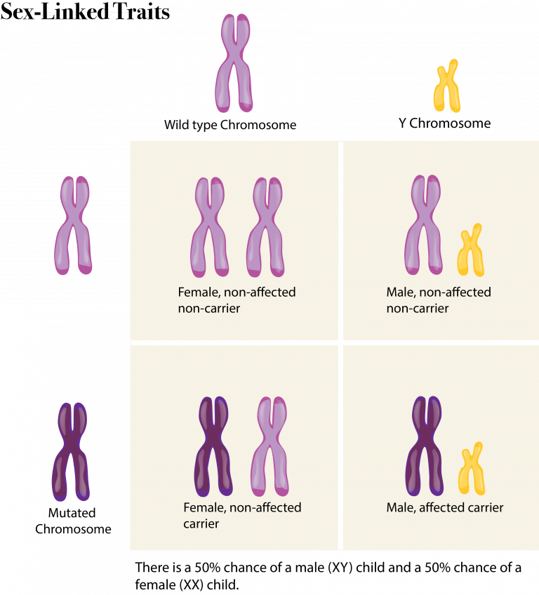 6 12 Sex Chromosomes – The Evolution And Biology Of Sex