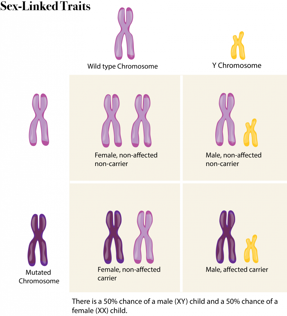 Can A Recessive Trait Be On The Y Chromosome : Dihybrid cross explanation. What Is a Dihybrid Cross in ...