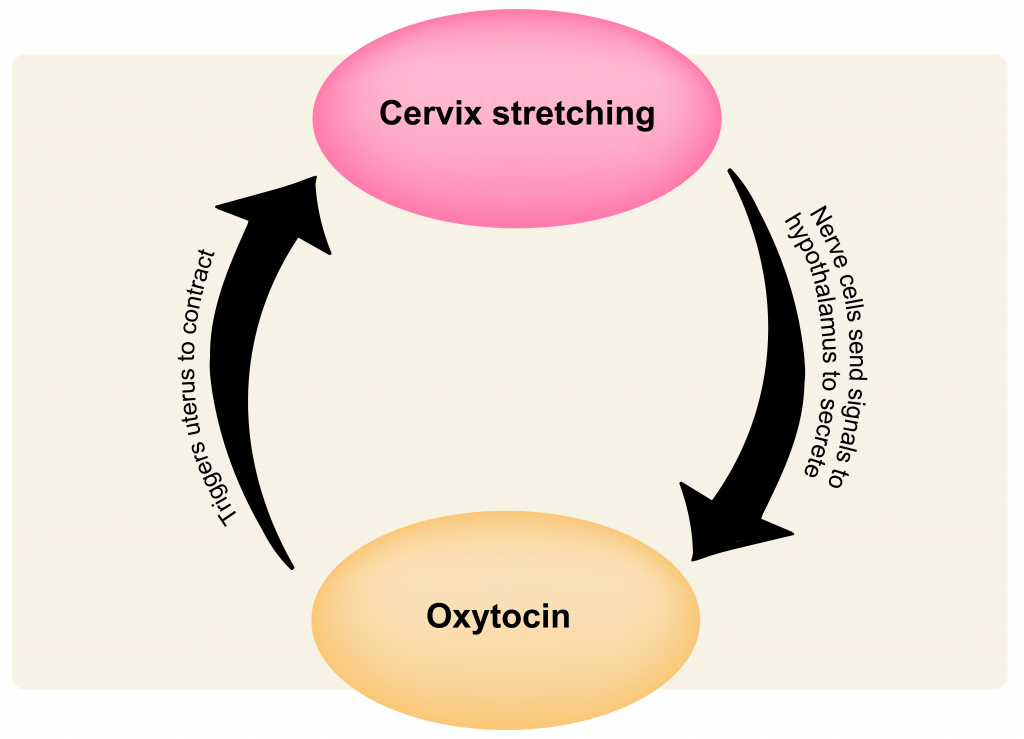 Positive Feedback Mechanism Childbirth