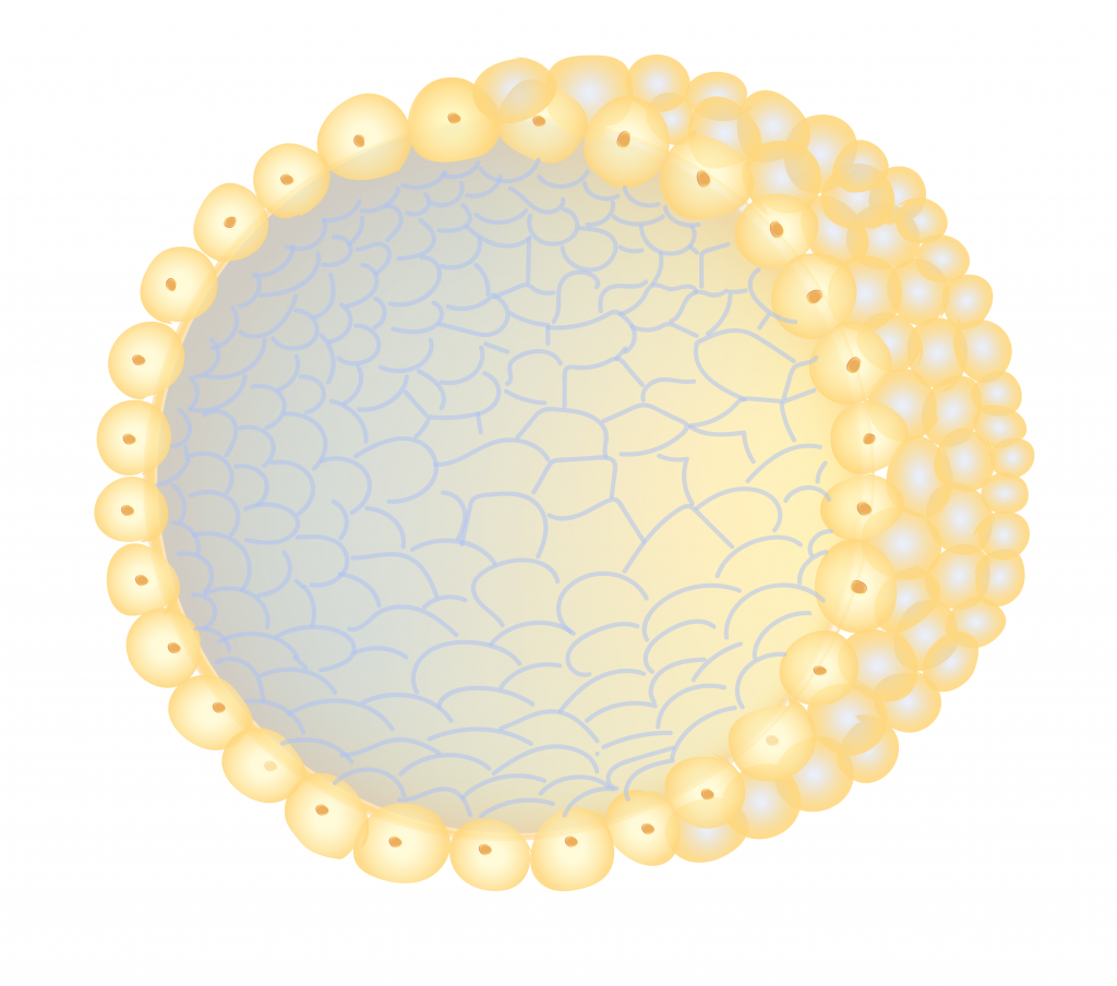 blastopore that becomes mouth blastopore that becomes mouth