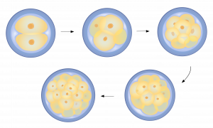 15.2 The first two weeks – The Evolution and Biology of Sex