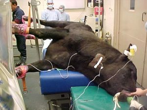 bull in lateral recumbency on a surgery table. nose is pointed downward and he on thick pads