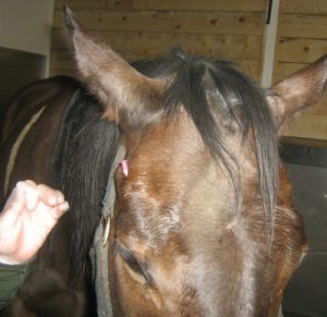 sedated horse; 25 ga needle inserted over zygomatic arch