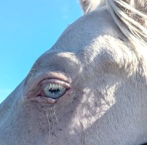 Appaloosa with lower lid defect due to healed laceration