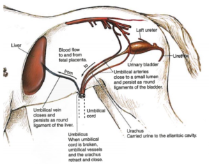 anatomical drawing of foal internal anatomy related to the umbilical structures