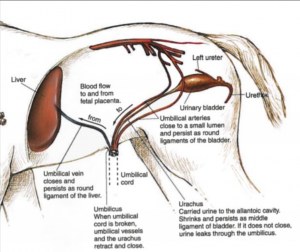 umbilical cord anatomy and physiology