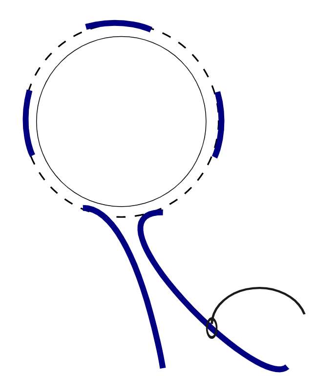 Vaginal prolapses Large Animal Surgery Supplemental Notes