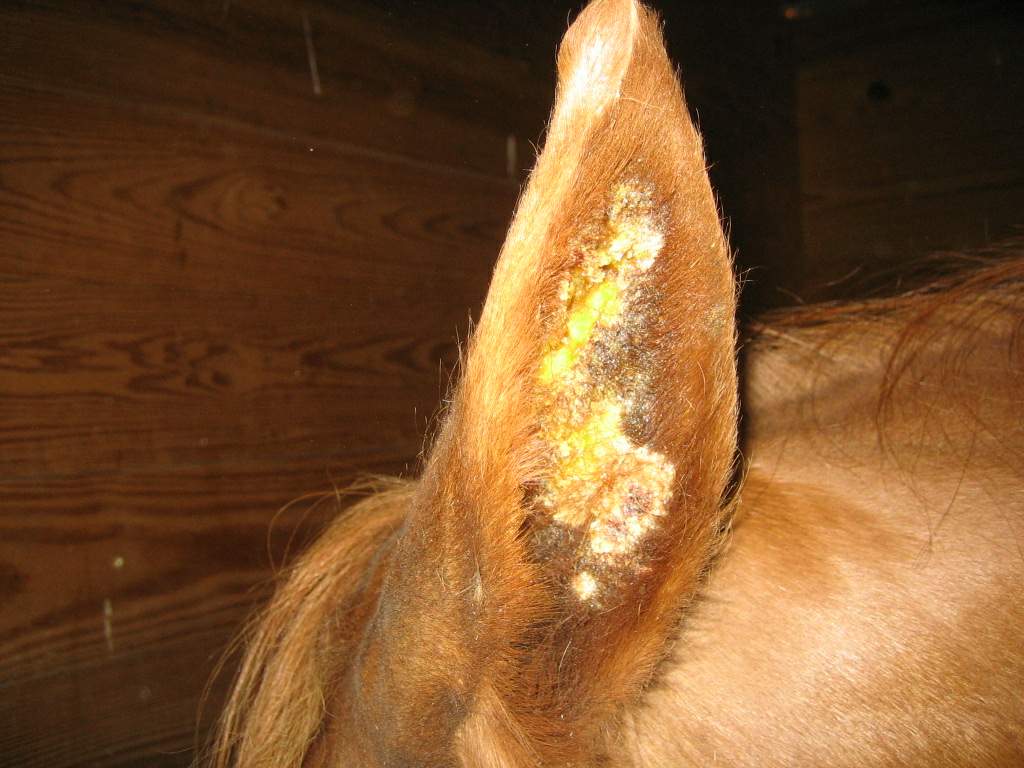 Sarcoids Large Animal Surgery Supplemental Notes