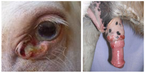 a white appaloosa horse with SCC of the lower eyelid and SCC of the penis (ulceration)