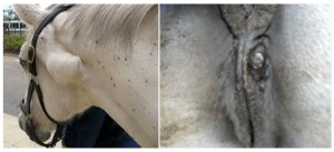 gray horses with melanomas; the left has melanoma in the parotids salivary gland, creating a mass effect behind the halter and the other has a melanoma next to the vulva