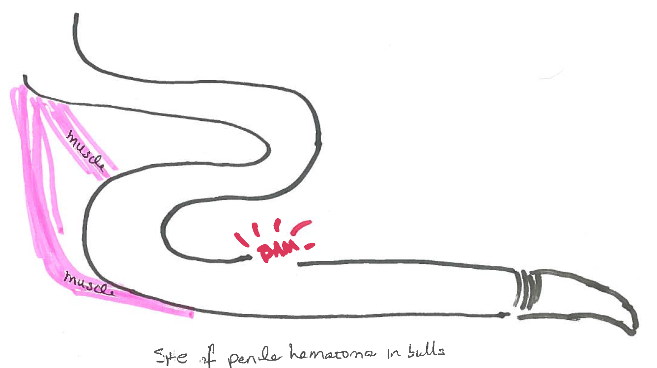 Penile injury Large Animal Surgery Supplemental Notes