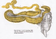 Large colon lesions – Large Animal Surgery – Supplemental Notes