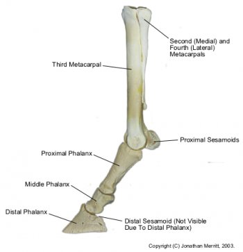 Distal limb bones review – Large Animal Surgery – Supplemental Notes