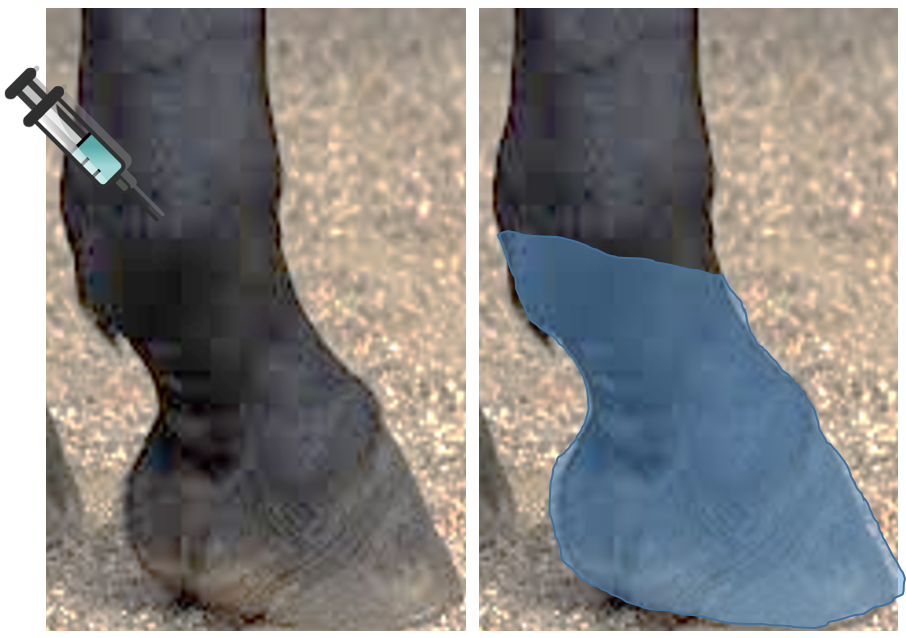 How to Nerve and joint blocks Large Animal Surgery Supplemental Notes