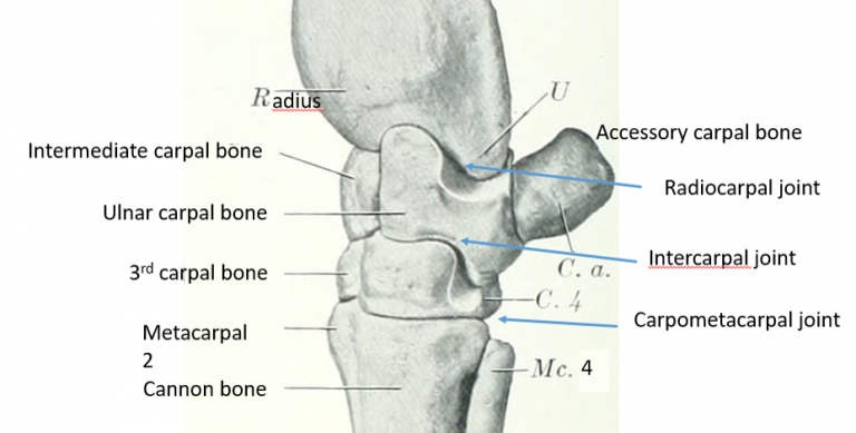 Carpal joint problems – Large Animal Surgery – Supplemental Notes