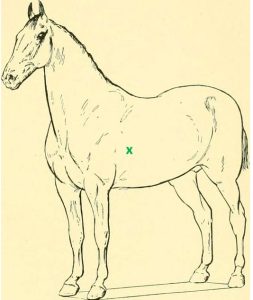 diagram of horse body with green x at center of gravity