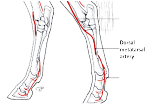line diagram of equine hindlimbs. red line denotes dorsal metatarsal artery