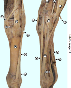 anatomy specimen labeled with structures of cannon bone region
