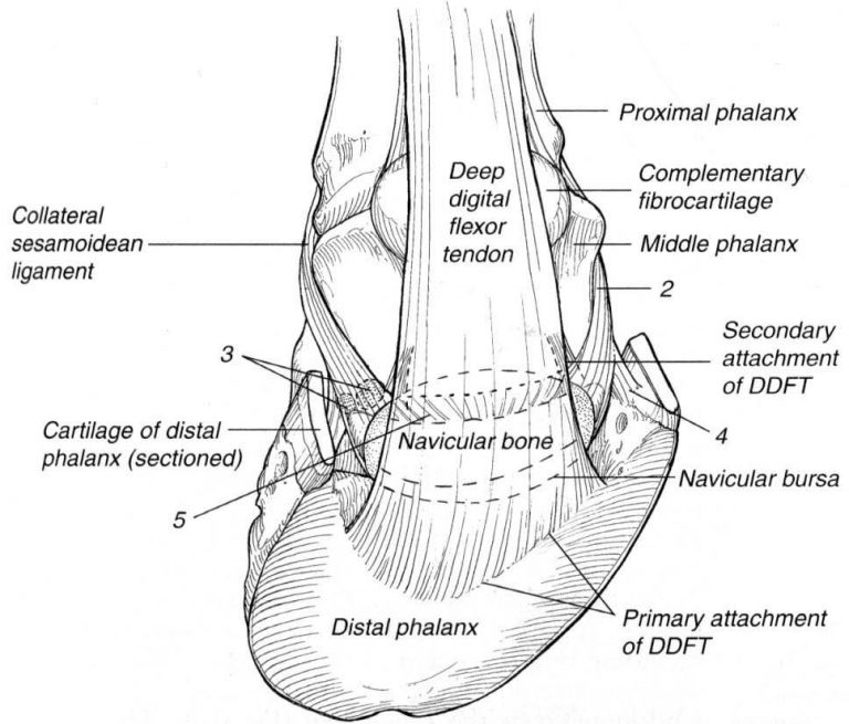 Foot anatomy -imaging – Large Animal Surgery – Supplemental Notes