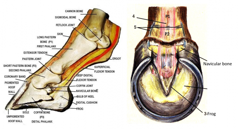 Foot anatomy – Large Animal Surgery – Supplemental Notes