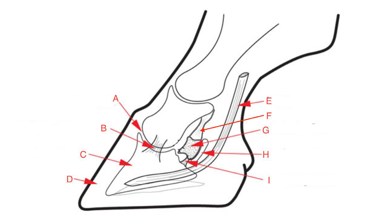 Foot anatomy – Large Animal Surgery – Supplemental Notes