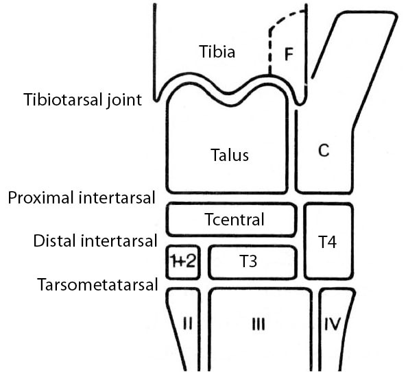 Hock joint problems Large Animal Surgery Supplemental Notes