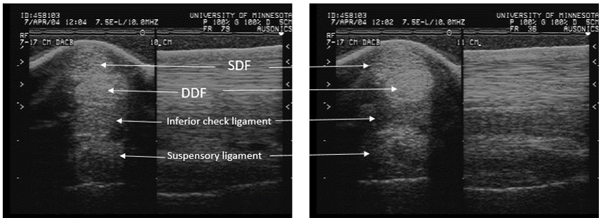 Tendonitis and desmitis – Large Animal Surgery – Supplemental Notes