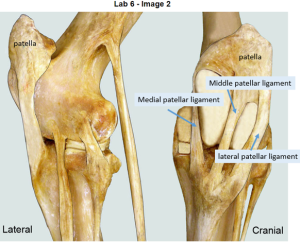 dissected view of stifle ligaments and condyles