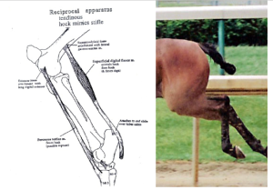 line diagram and horse limb flexed to show simultaneous flexion of all joints