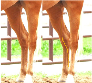 duplicated view of horse hindlimbs from dorsal aspect. On the right image, the saphenous vein is highlighted in yellow